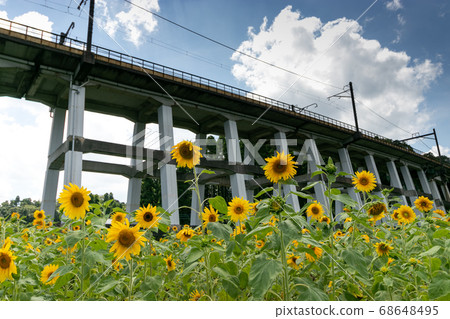 Railway viaduct and sunflower field, Oamishirasato, Chiba, Japan Railway viaduct and sunflower field, Oamishirasato, Chiba, Japan 68648495