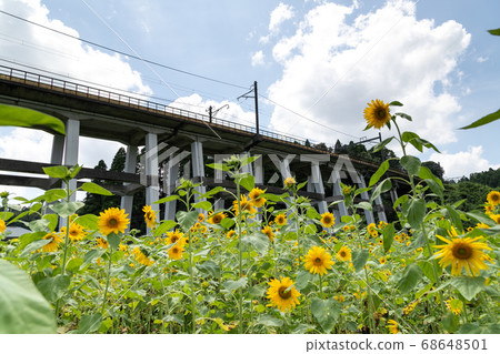 日本千葉縣Oamishirasato的鐵路高架橋和向日葵田 日本千葉縣Oamishirasato的鐵路高架橋和向日葵田 68648501
