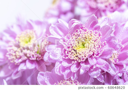 Macro photo of bright pink chrisantemum bouquet 68648620