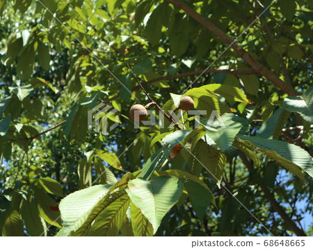 Kobe City Nishi Ward Seijin Central Park Park Trees and other Tochino fruit Kobe City Nishi Ward Seijin Central Park Park Trees and other Tochino fruit 68648665