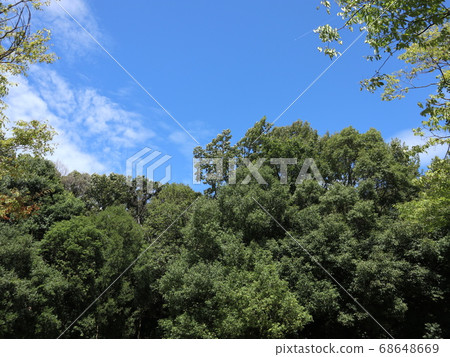 神戶市西區,西新中央公園公園,樹木等 神戶市西區,西新中央公園公園,樹木等 68648669