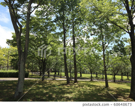 神戶市西區,西新中央公園公園,樹木等 神戶市西區,西新中央公園公園,樹木等 68648673
