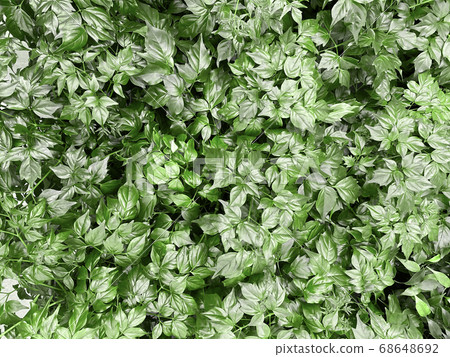 Green leaf background Green leaf background 68648692