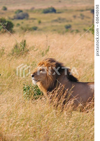 A Lion, Maasai Mara, Kenya standing in the grasslands of Masai Mara, Kenya A Lion, Maasai Mara, Kenya standing in the grasslands of Masai Mara, Kenya 68648698
