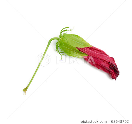 wilted red hibiscus flower bud isolated on white 68648702