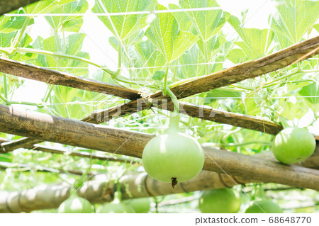 Closeup green bottle gourd or calabash gourd on 68648770