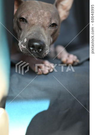 American Hairless Terrier sleep on car seat American Hairless Terrier sleep on car seat 68648995