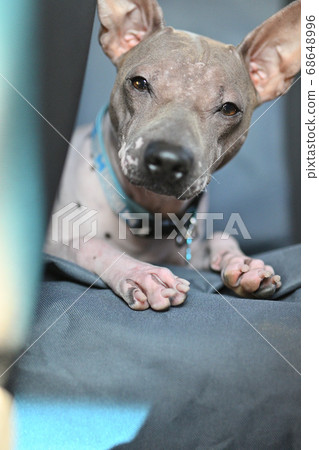 American Hairless Terrier sleep on car seat American Hairless Terrier sleep on car seat 68648996
