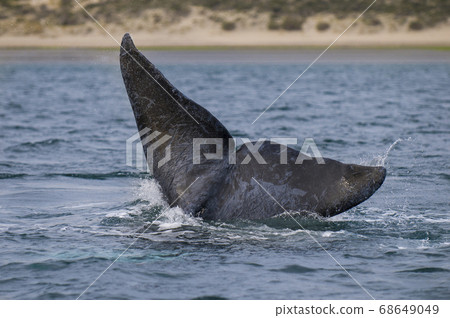 Southern Right Whale emerging and breathing Southern Right Whale emerging and breathing 68649049