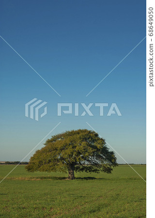 Pampas sunset landscape, La Pampa, Argentina 68649050
