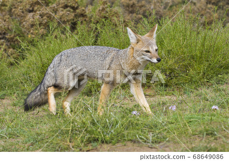 Patagonian grey fox,Lycalopex griseus Patagonian grey fox,Lycalopex griseus 68649086