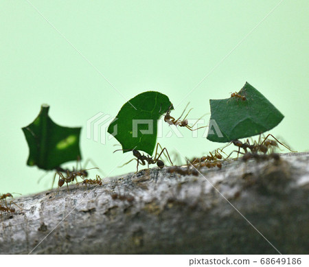 Hakiriari carrying the cut-off leaves in rows Hakiriari carrying the cut-off leaves in rows 68649186
