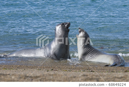 Elephant seal pup,Patagonia,Argentina Elephant seal pup,Patagonia,Argentina 68649224