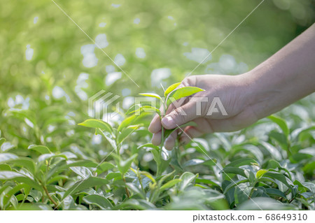 Closeup hand with picking fresh tea leaves in natural organic green tea farm Closeup hand with picking fresh tea leaves in natural organic green tea farm 68649310