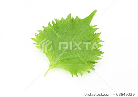 Macrophyll Macrophyll 68649329