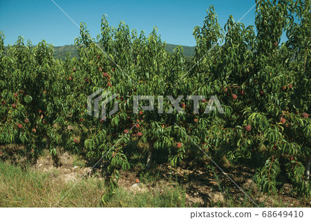 Orchard with peach trees laden with ripe fruits Orchard with peach trees laden with ripe fruits 68649410