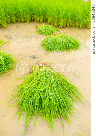 Rice seedlings in rice field.baby paddy. Rice seedlings in rice field.baby paddy. 68649840