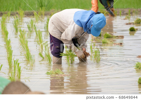 Female farmer wearing blue hat, planting rice on rice field.People wearing gray long-sleeved shirts and wearing rubber gloves are working.transplant rice seedlings. Female farmer wearing blue hat, planting rice on rice field.People wearing gray long-sleeved shirts and wearing rubber gloves are working.transplant rice seedlings. 68649844