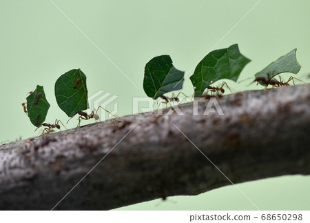Hakiriari carrying the cut-off leaves in rows 68650298