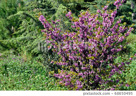 lilac plant flowers spring colors lilac plant flowers spring colors 68650495