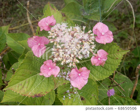 Yamah繡球花 Yamah繡球花 68650506