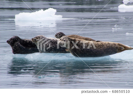 Wild seal on drift ice in Alaska 68650510