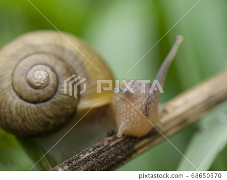 A snail with a pinpoint focus on the centerpiece 68650570