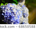 hydrangea   68650588
