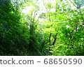 Mysterious forest 68650590