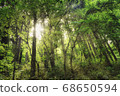 Mysterious forest 68650594