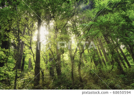 Mysterious forest Mysterious forest 68650594