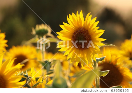 Sunflower - Helianthus annuus in the field at dusk Sunflower - Helianthus annuus in the field at dusk 68650595