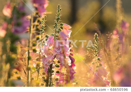 Purple foxglove - Digitalis purpurea during sunrise 68650596