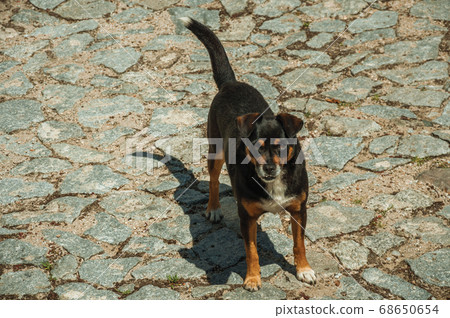 Mutt dog standing on cobblestone alley 68650654