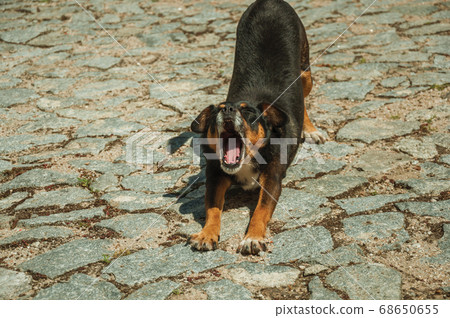 Mutt dog yawning on cobblestone alley 68650655