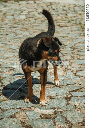Mutt dog standing on cobblestone alley Mutt dog standing on cobblestone alley 68650660