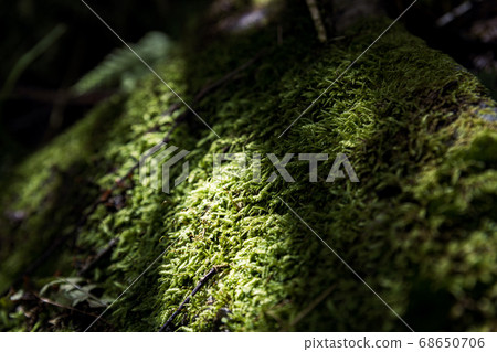 苔蘚 苔蘚 68650706