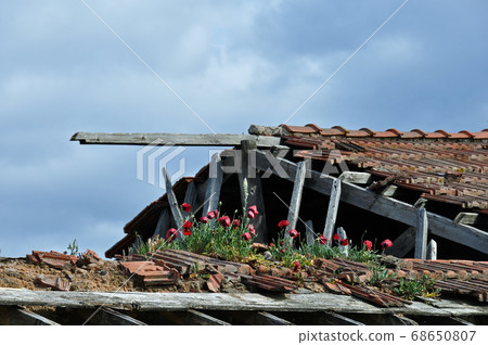 red flowers on roof of abandoned house 68650807