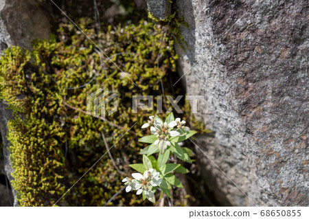 Alpine plants blooming in Kurumayama plateau in summer 68650855