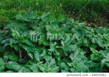 stinging nettle plant stinging nettle plant 68650961