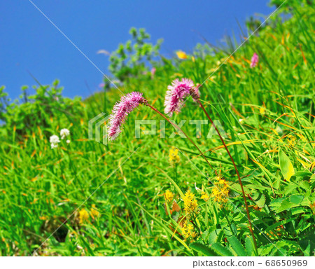 在高山草甸，kareitou和kinkou盛開的花朵 68650969