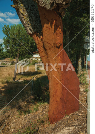 Cork tree trunk with the bark removed 68651176