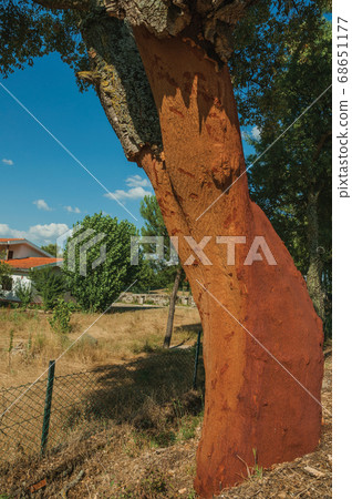 Cork tree trunk with the bark removed 68651177