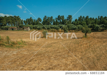 Field covered by dry straw next to an old farmhouse 68651184