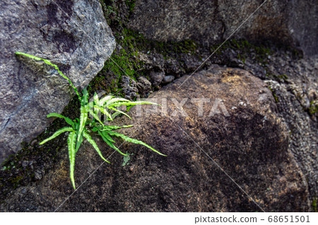 Fern plant growing on rock Fern plant growing on rock 68651501
