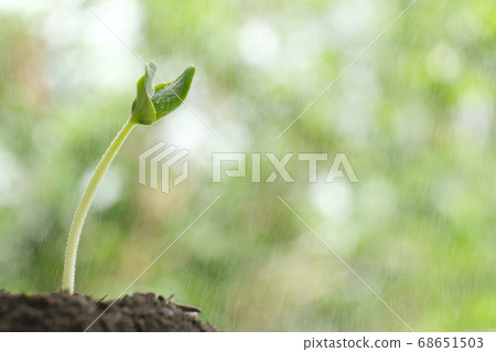 Closeup small young plant sprout with light rain or gentle watering. Concept for green environment, fresh nature, startup or new business beginning 68651503