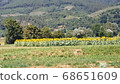Sunflower field shining in the green mountains 68651609