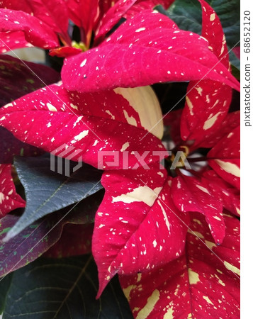 poinsetia beautiful houseplant with red flowers backgraund poinsetia beautiful houseplant with red flowers backgraund 68652120