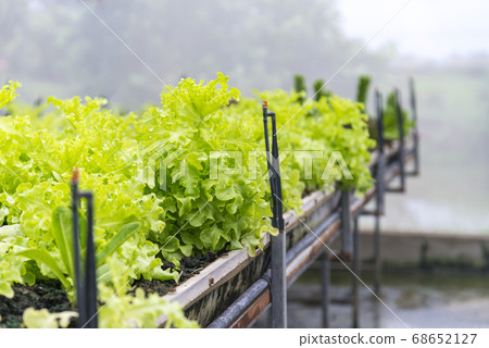 Rows of fresh organic green oak lettuce salad Rows of fresh organic green oak lettuce salad 68652127