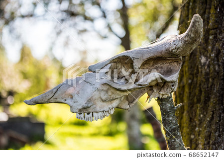 Horned cow head skeleton hanging on wood. 68652147